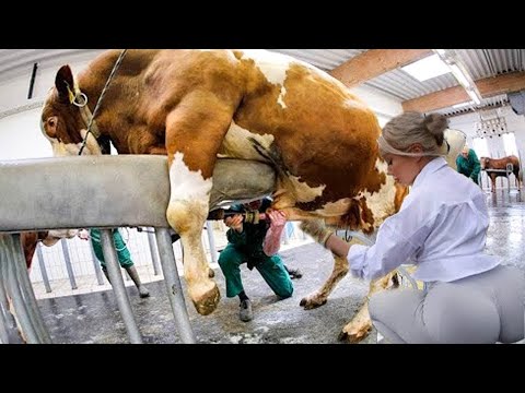 Amazing Smart Cow Farming Technology,  Incredible Baby Calf Born Method, Modern Milking Technology