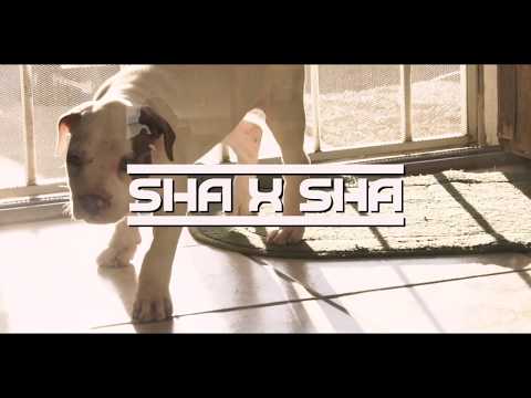 SHA X SHA - NO GUIDANCE FLOW