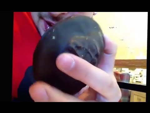 WORLD'S BIGGEST JAFFA CAKE