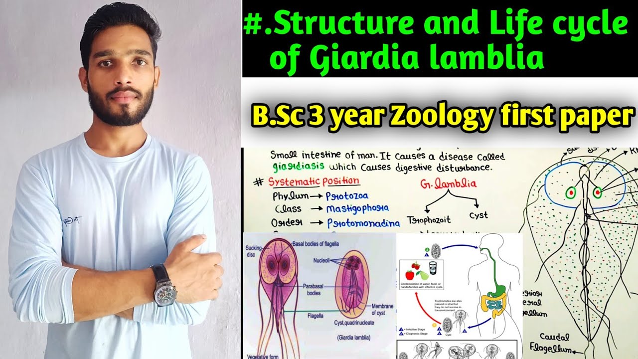 Watch video Body structure and Life of Giardia lamblia || Life cycle of Giardia lamblia|| B.Sc 3 year Zoology Now Body structure and Life of Giardia lamblia || Life cycle of Giardia lamblia|| B.Sc 3 year Zoology