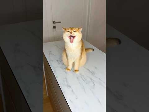किट्टी मालकीम को प्रेग्नेंट कर दिया🤪#Catsoftiktok #CatLovers #cat #cute #FunnyCats #catcartoon￼