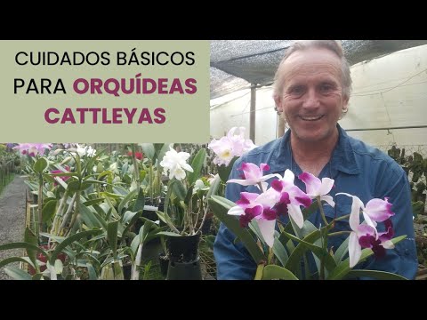 Cuidados básicos para orquídeas Cattleya