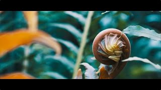 Botanical Garden (Sony A6500, 35mm f1.8, 4K)