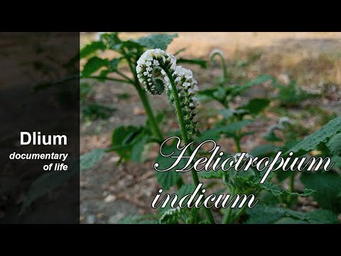 Sangketan (Heliotropium indicum) – Teil 4
