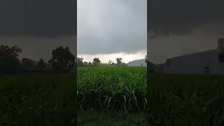 Download lagu Bird screming #wisata #shortsvideo #birthday mp3