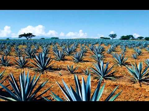EL VIAJERO  MARIACHI VARGAS DE TECALITLAN.wmv