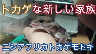 ニシアフリカトカゲモドキの飼育を始めました!【爬虫類,ニシアフ,ファットテールゲッコー,お迎え動画】