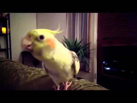 Cockatiel singing theme from Bridge over the River Kwai