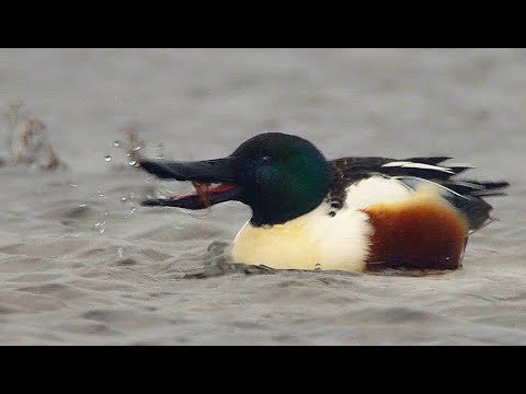 Pato cuchara ( Anas clypeata ) Nothern Shoveler