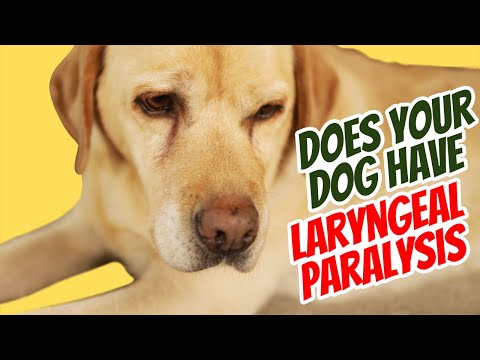 Laryngeal Paralysis: Sounds and Natural Remedies