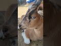 Cute Goat Loves Petting Time!