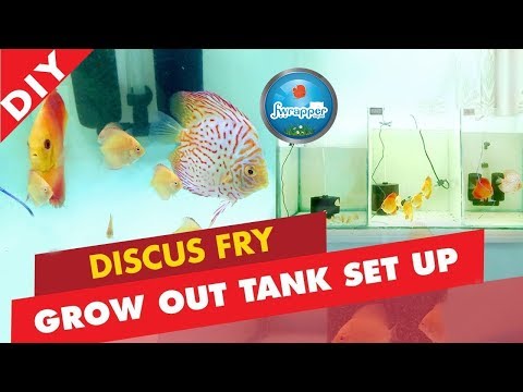 DISCUS FISH FRY GROW OUT TANK SETUP || FISH BABIES TANK