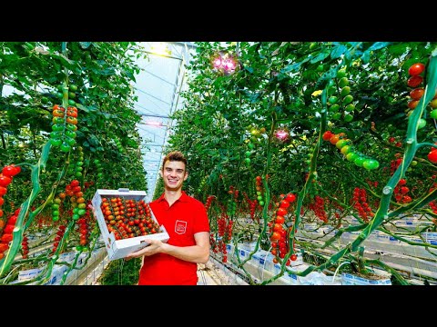 Best LED Grow Light for Tomatoes: Improved Climate and Maximum Yield
