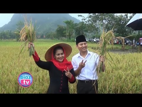 Panen Padi Di Trenggalek, Mbak Puti Nikmati Kuliner Lodho Sego Gurih Di Sawah - bioztv.id