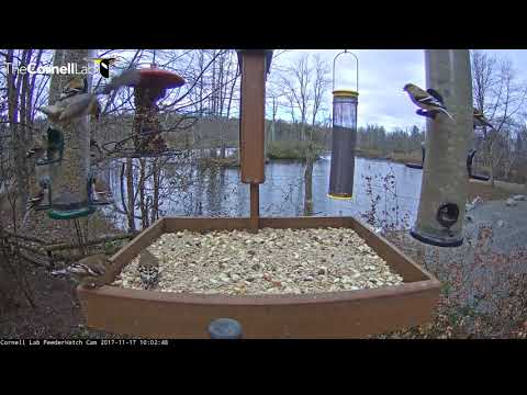 American Goldfinches Take Over Cornell Feeders – Nov. 17, 2017