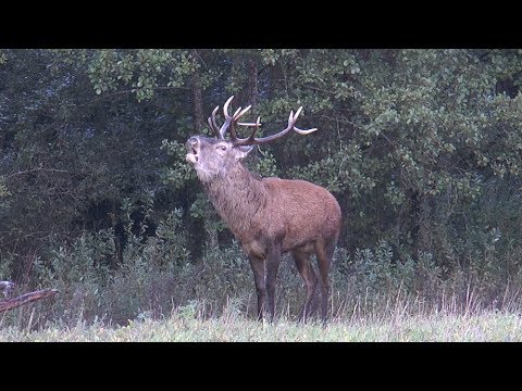 Brunft bei bestem Licht auf kurze Distanz!