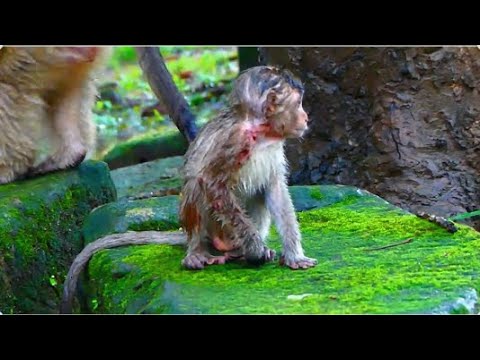 Poor Baby Monkey Binya After Di_/e.....! Animals 4K