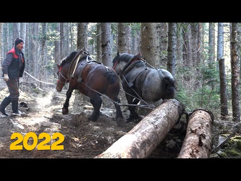 FURMANI U LJUTOJ STRANI - MOBA SOKOLAC !!!