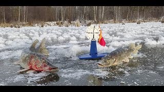 Рыбалка на флажки по первому льду
