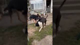 Video preview image #1 German Shepherd Dog-Unknown Mix Puppy For Sale in Rootstown, OH, USA