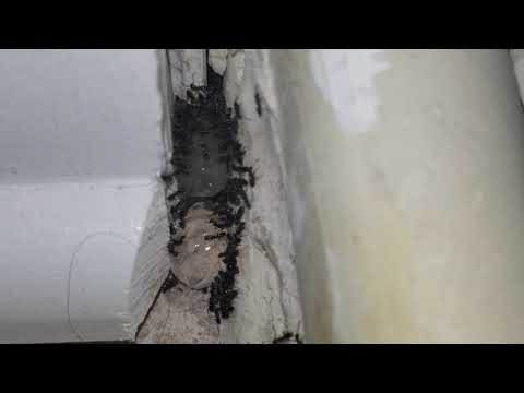 How Our Ant Gel Bait Works in Hightstown, NJ