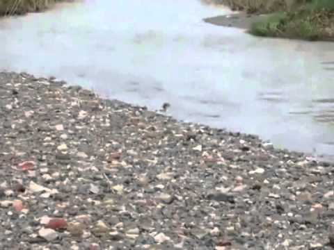 ONDA TG 2.09.2013 - BUGNARA: WWF SU FIUME SAGITTARIO