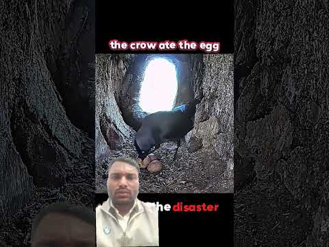 mother is mother's 🙏😀 #wildlife #birds #nature #animals @bdshorts4493