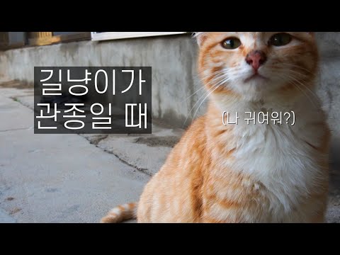 자기가 귀여운 걸 아는 호랑이