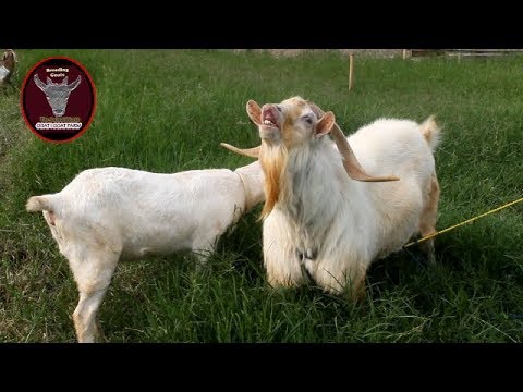 Wow is Amazing Big saanen Goat at "Breeding Goat"