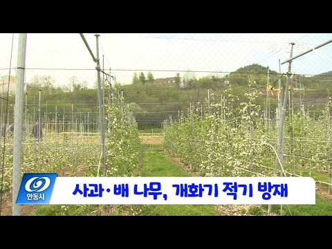 [안동 현장 리포트] 4월 13일, 사과 배 나무 개화기 적기 방제