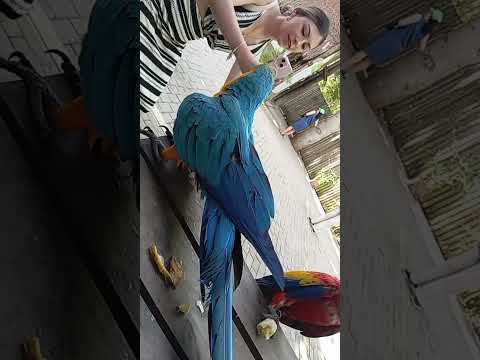 Aviario Nacional de Colombia ( Cartagena de Indias- Bolívar)