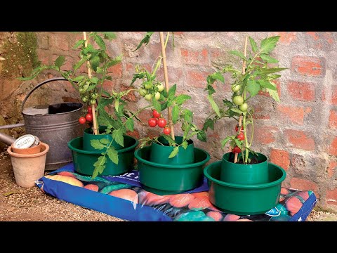 comment fortifier les pieds de tomates