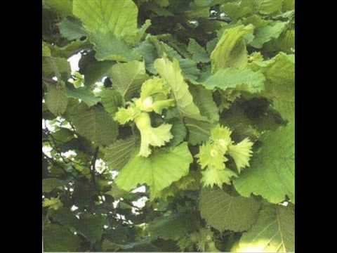 giresun karşılaması