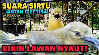 Download lagu SUARA SIRTU JANTAN & BETINA AMPUH UNTUK PANCINGAN SIRTU GACOR LANGSUNG NYAUT mp3