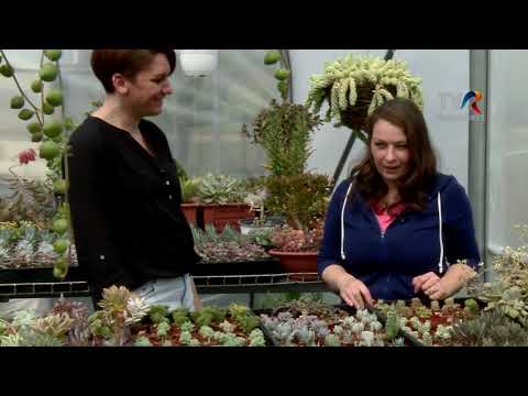 A pozsgások csodálatos világa