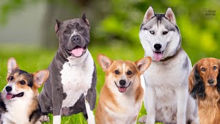 Comunicação dos Cães!