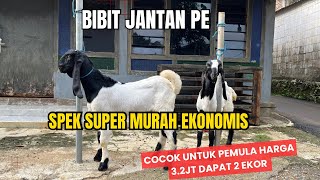 Download lagu ETAWA IS ECONOMICALLY CHEAP AND SUITABLE FOR FARMING ‼️WATCH UNTIL THE END. mp3 Download lagu ETAWA IS ECONOMICALLY CHEAP AND SUITABLE FOR FARMING ‼️WATCH UNTIL THE END. mp3
