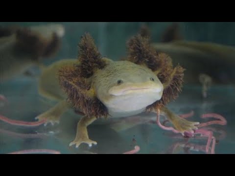 Les bonnes soeurs au chevet des salamandres