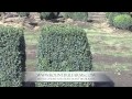 Plant Highlight - Green Mountain Boxwood