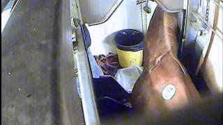 Day 1 HORSE 96 Terrified horse stares into butchering area; shooter waves at shot horse