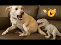 Crazy Funny Dogs That Will Make You Laugh Nonstop
