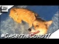 Dog Vlog CaseyTheCorgi Goes Swimming