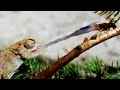 Chameleon PUNCHES Fly With Its Tongue | Walk On The Wild Side | Funny Talking Animals | BBC Earth - BBC Earth Chameleon PUNCHES Fly With Its Tongue | Walk On The Wild Side | Funny Talking Animals | BBC Earth
