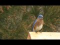 How do I know if there are Bluebirds in my area? Bluebird how-to video part 1!