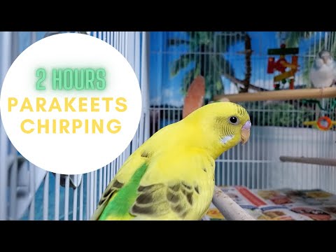 2 hours budgies chirping parakeets sounds---Play for your budgie or parakeet.