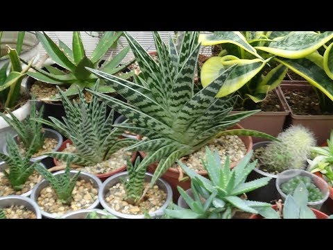 Алоэ пестрое (Aloe variegata) пересадка.