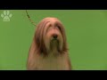 Bearded Collie -  Bearded Collie-Best of Breed-Crufts 2014