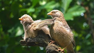 Yellow Billed Babbler Bird Couple Wings Cleaning
