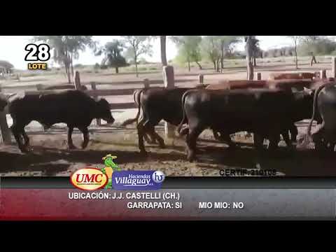 Lote 325 Novillitos en J.J. Castelli, Chaco