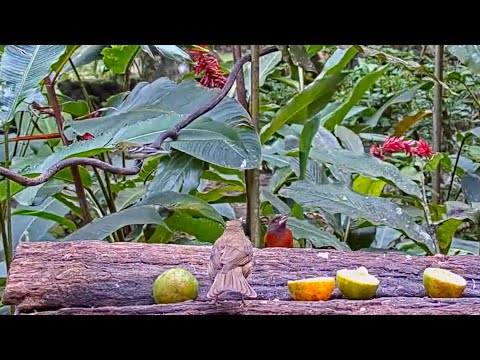 Panama Fruit Feeder New Cam Species: Bay-breasted Warbler – Dec. 7, 2020